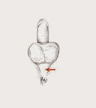 效力肌肉及其张力以增加效力