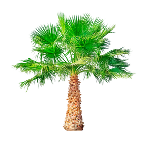 锯棕榈（矮棕榈）是 TestoUltra 的一个组成部分